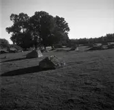 Betesmark, före detta åker med synliga diken emellan tegarna.