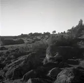 Betesmark, före detta åker med synliga diken emellan tegarna.