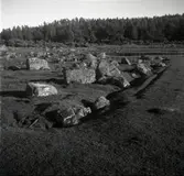 Betesmark, före detta åker med synliga diken emellan tegarna.