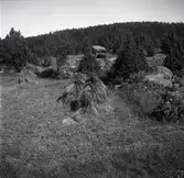 Primitiv åker på bergsplatå vid byn.