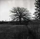 Utsikt över gårdens ägor med en stor ek i bakgrund vid Dröppshults gård.