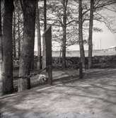 Fredsstenen i Brömsebro, rest 1915