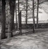 Fredsstenen i Brömsebro, rest 1915