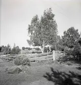 Karl Nilssons gård i fonden. Björk och grind i förgrunden.