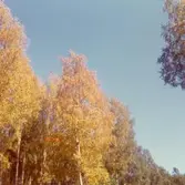 Torkans spår i Böle. Glömminge.