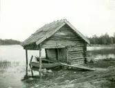 Eka vid en sjöbod på Kvädö.