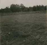 Repegräs som blir över, när man repat. Det brytes också och användes. Längst i förgrunden skymtar lite repat.