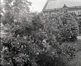 Widebergs trädgård