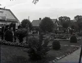 Widebergs trädgård