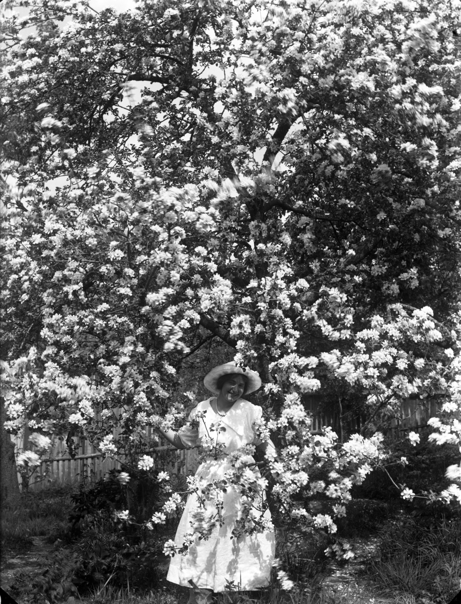 Calla Helena Sundbeck, Unknown woman, possibly Anna-Lisa Rythén, during flowering fruit trees.