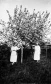 Ebba och Berta på Veken vid ett blommande körsbärsträd.
