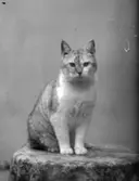 Katt. 
Fotograf: Ellen Kock? Axel Lundbäck m.fl.