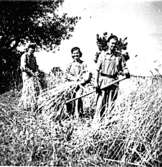 Rågskörd, Habelsbolet 1955.
1. Tage Karlsson
2. Edith Karlsson
3. Folke Karlsson

Reprofotograf: Gunnar Berggren.