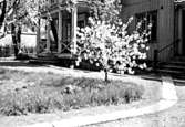 Skara. 
Kvarteret Rådhuset.
Rådhusgatan 16, blommande litet körsbärsträd.