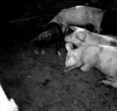 Thure Elgåsen. f. 26/6-1910. d. 6/9-1985. Tivedenkännare, konsthantverkare, scoutledare,hembygdsföreningsman. Övrig information se personarkiv i Västergötlands museum, Skara.