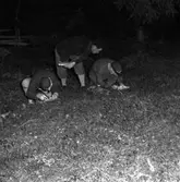 Orientering. IK Gandvik, Skara.
Orienteringstävlingen 