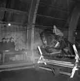 Ryttartävling i SKLS (Skaraborgs Läns Slakteriförening) uppvisningshall, Skara. December 1950. Domare Måns Alexandersson.