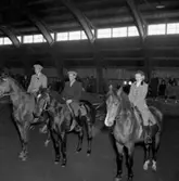 Ryttartävling i SKLS (Skaraborgs Läns Slakteriförening) uppvisningshall, Skara. 1/4 1951.