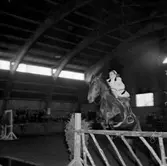 Ryttartävling i SKLS (Skaraborgs Läns Slakteriförening) uppvisningshall, Skara. 1/4 1951. Ryttare Gun Bogren.