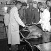 Chefsveterinär Löfstedt instruerar. 13/7 1962.