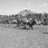 Hushållningssällskapets Utställning i Skara 14-16/6 1957:
Ko med plog.