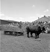 Skara. Hushållningssällskapets Utställning 14-16 juni 1957.