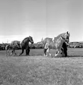 Skara. Hushållningssällskapets Utställning 14-16 juni 1957.
