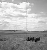 Skara Semin.
Seminstationen, 19/5 1959.