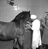 Skara. Veterinärinrättningen. Hästoperation 1951