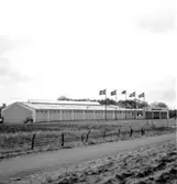 Skara. Bordtennis; Sverige - Kina 1962. Idrottshallen med flaggor.