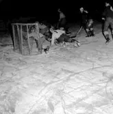 Skara. Idrott: Ishockey 21/1 1955.