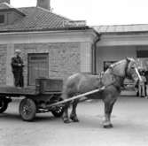 Skaras siste häståkare Bengt Sanfridsson 1967.