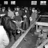 Skaraborgs läns slakteri.
Föreningsdag 11/11 1954.
Djurbedömning.