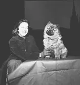 Skara. Skara fotoklubb. Hundfoto 1956.