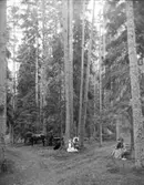 Tidaholmssamlingen.
Foto: Mivis eller Signe Lidwall.
Firman Ad. Lidwall i Tidaholm etablerades 1862. Mivis Lidwall f.1856 och Adolf Lidwall drev den tillsammans med sin dotter Signe.