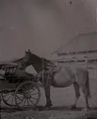 Häst framför stall.