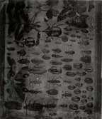 Fotograferad plansch med insekter.