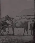 Häst och vagn, Skara.