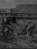 Sjuk ko framför stall, Skara.