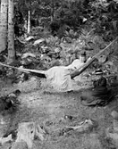 Album.
T. F.= Tekla Forssell.

Postexpeditör Tekla Erika Charlotta Forssell. Född 1862 i Skara, död 1940 i Skara.
Dotter till Nils Edvard Forssell och Maria Forssell (f. Torin). 
Syster till Karl Bror Jacob Forssell och Emma Walter (f. Forssell).