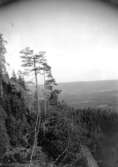 Album, Sven Kjellberg Springfeldt 1910-1911.
Agnes de Frumeries samling, Danderyd.

Fototid: 16/10 1910.