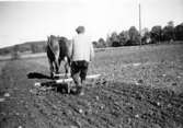 Häljesgården
100-pinnars-harv, drog upp och lämnade ev. kvar potatis, år 1954.