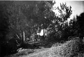 Häljesgårdens skog år 1954.