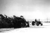 Bortforsling av stormfälld gran 1967.