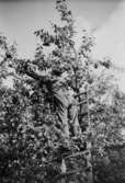 Heljesgårdens päronträd. Lars plockar ner päron 1940-talet.