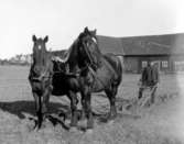 Anders och Gustaf Wennerholms samling. Timmersdala. SA 162.