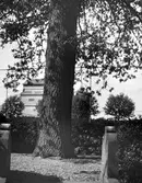 Skara.
Eken på Skara gamla kyrkogård.