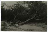 Fällda träd efter julistormen 1931.