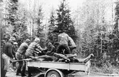 Älgjakt oktober 1983.
Lastning av älgar.