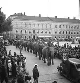 Svenska Cirkus Orlando turnerande tillsammans med holländska Cirkus Strassburger, 1938.